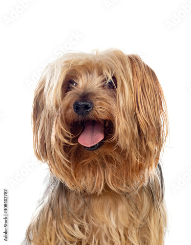 Funny small yorkshire dog © Gelpi