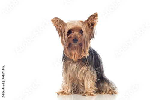 Photography Funny small yorkshire dog