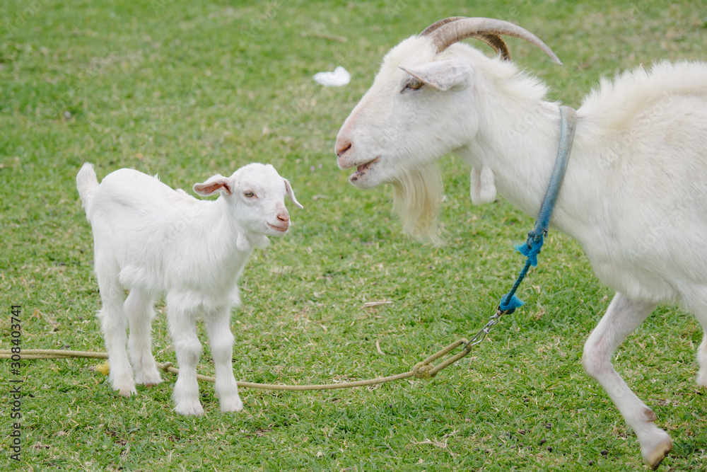 Obraz premium 山羊の子供