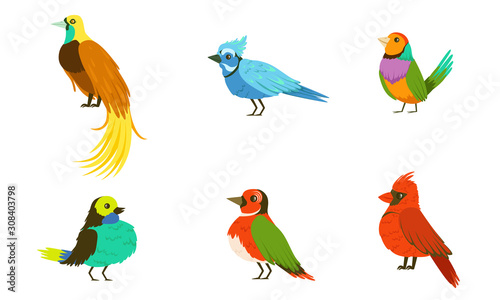Tropical Birds Collection  Beautiful Birdies of Different Species with Colored Plumage Vector Illustration