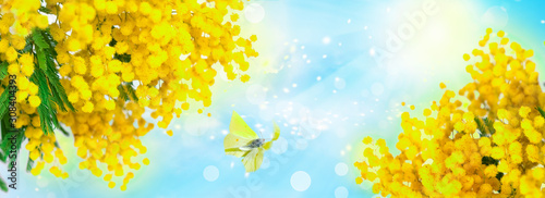 Shallow depth blooming spring mimosa, blue sky and butterfly closeup, sun pan...