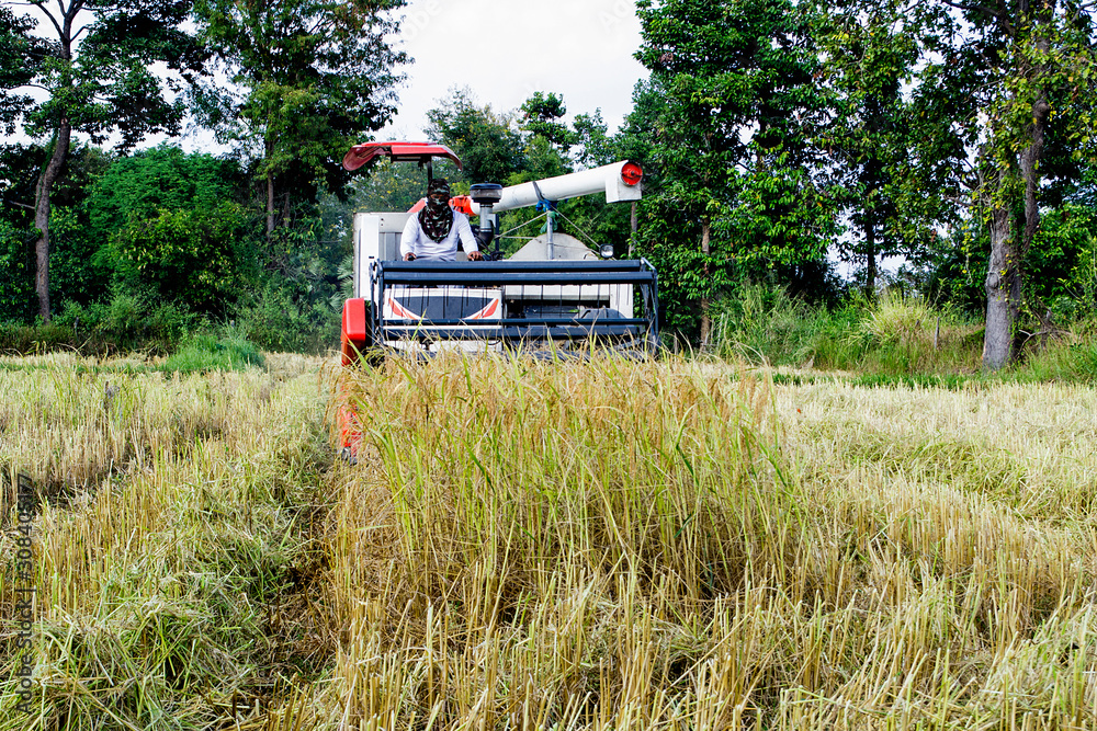Combine harvesters are working in rice fields, rice fields in Thailand.