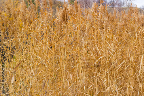 Background of yellowed reeds in late autumn