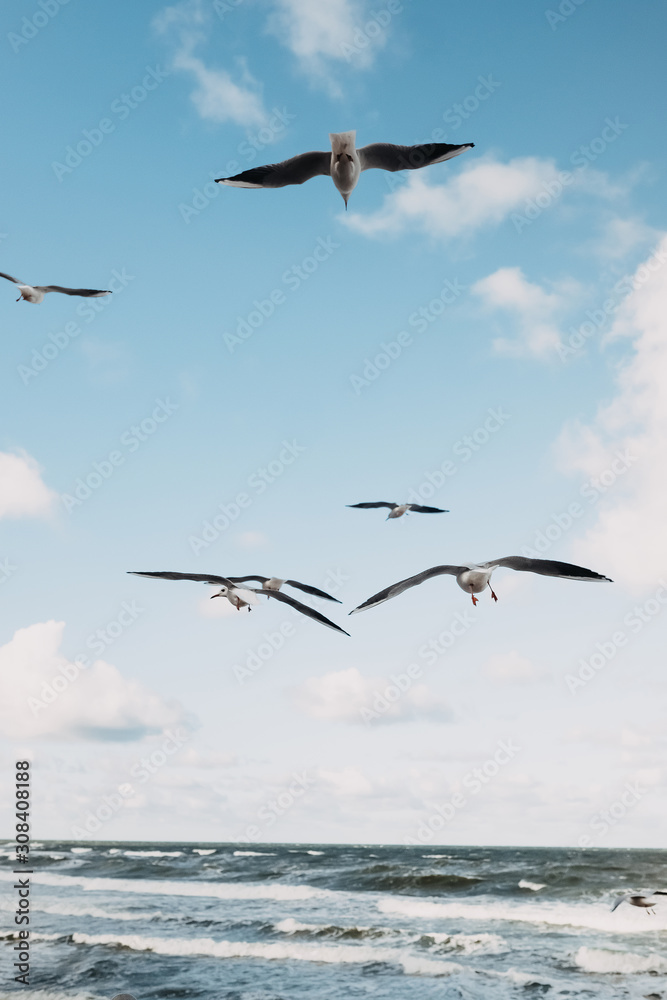 many gulls in the sky against the sea