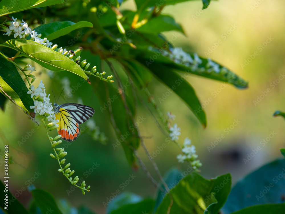 Chinese Rose or Citharexylum spinosum Linn.,flowers on tree., Butterfly on a flower