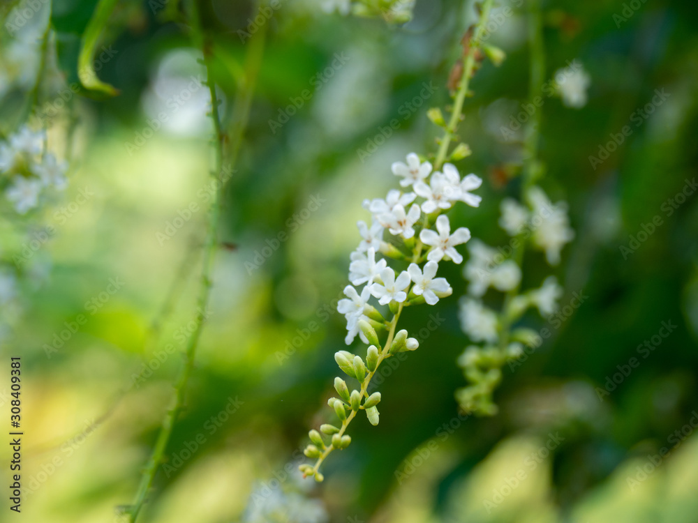 Chinese Rose or Citharexylum spinosum Linn.,flowers on tree. Chinese Rose or Citharexylum spinosum Linn.,flowers on tree.