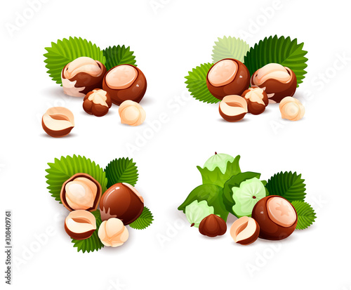 Hazel nut compositions set, food vector isolated
