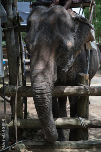 Thailand  Kao Lak  Bang Niang  markt  Tempel  Elefant  Travel  Urlaub  tuk tuk