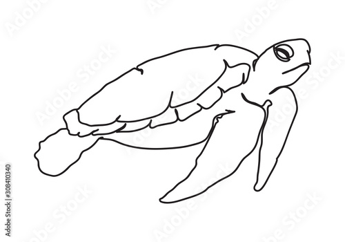 graphic sea turtle,vector illustration of sea turtle,vector of turtle design on a white background