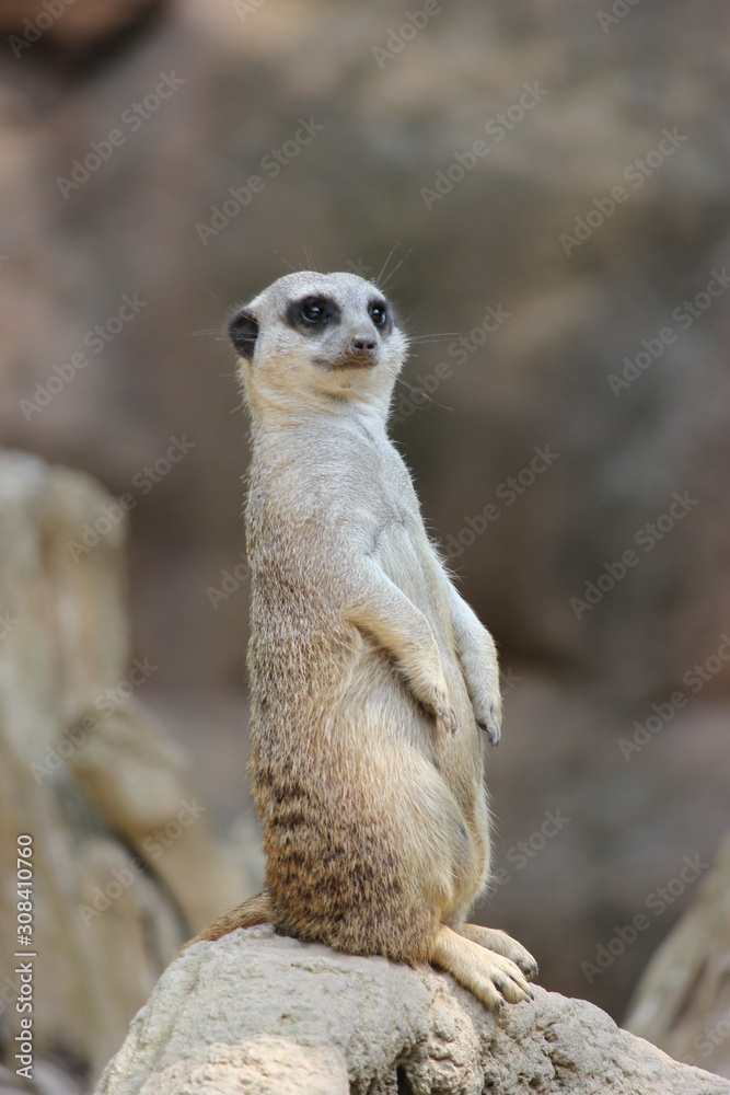 Fototapeta premium Zoo animal