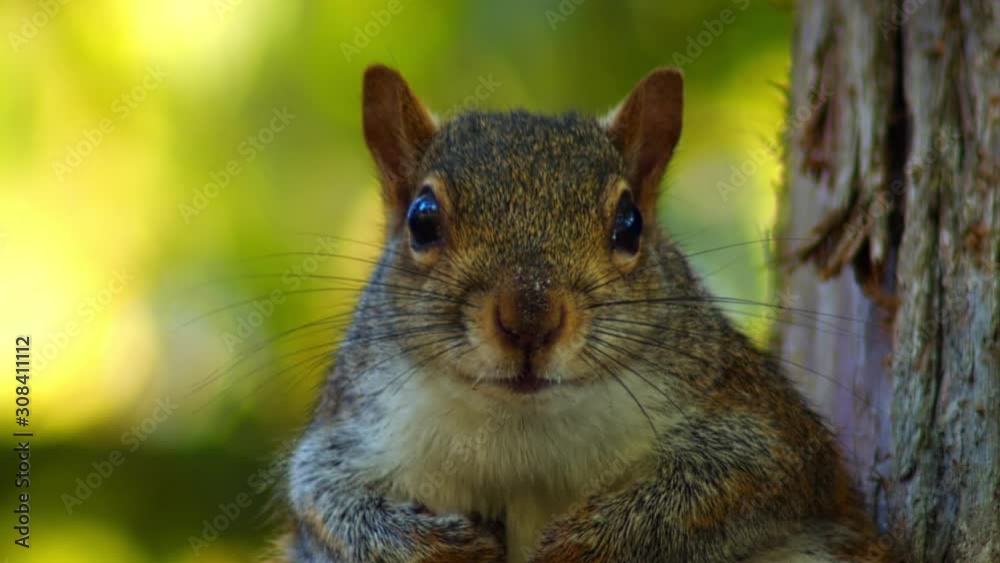 Close up of squirrel looking into the camera and tiling its head Close up of squirrel looking into the camera and tiling its head
