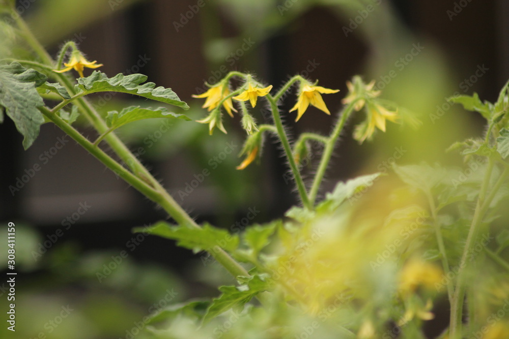 Fresh Green Tomato Fruit Plant Fresh Green Tomato Fruit Plant