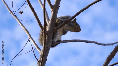 Check out this eastern gray squirrel who is warning other squirrels near by of a predator in the area, or a potential threat nearby. photo