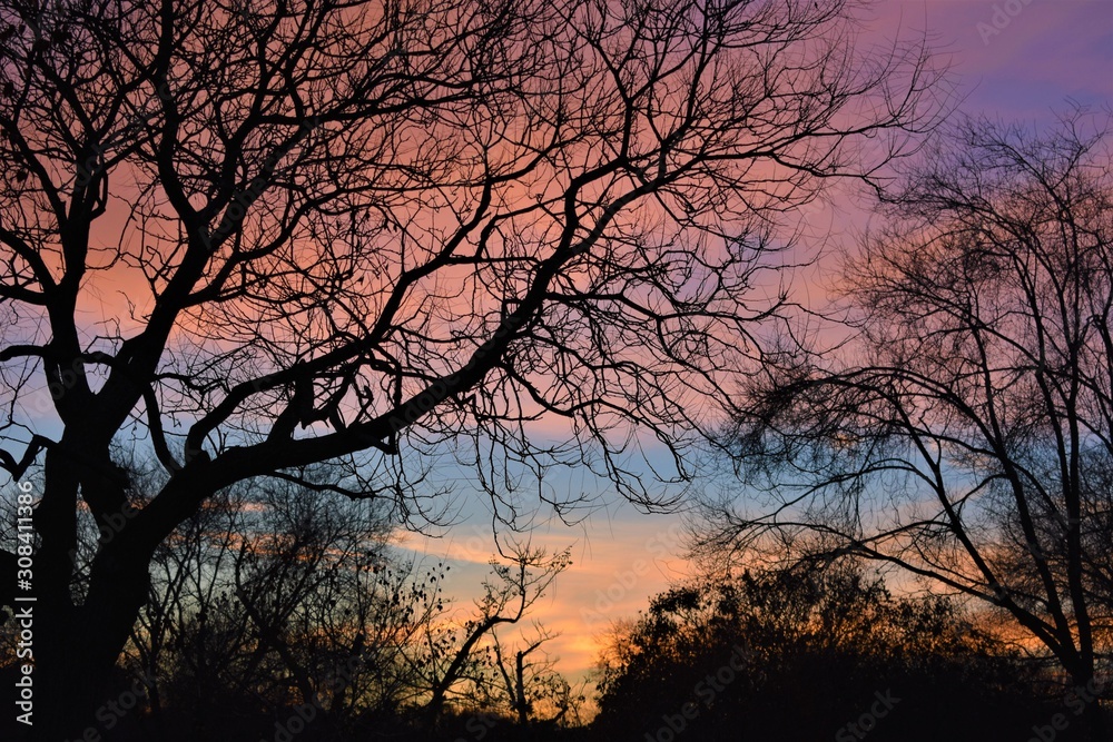 View of a forest with the leafless tree branches, and a cloudy purple and orange sky in the background. Winter landscape at blue hour