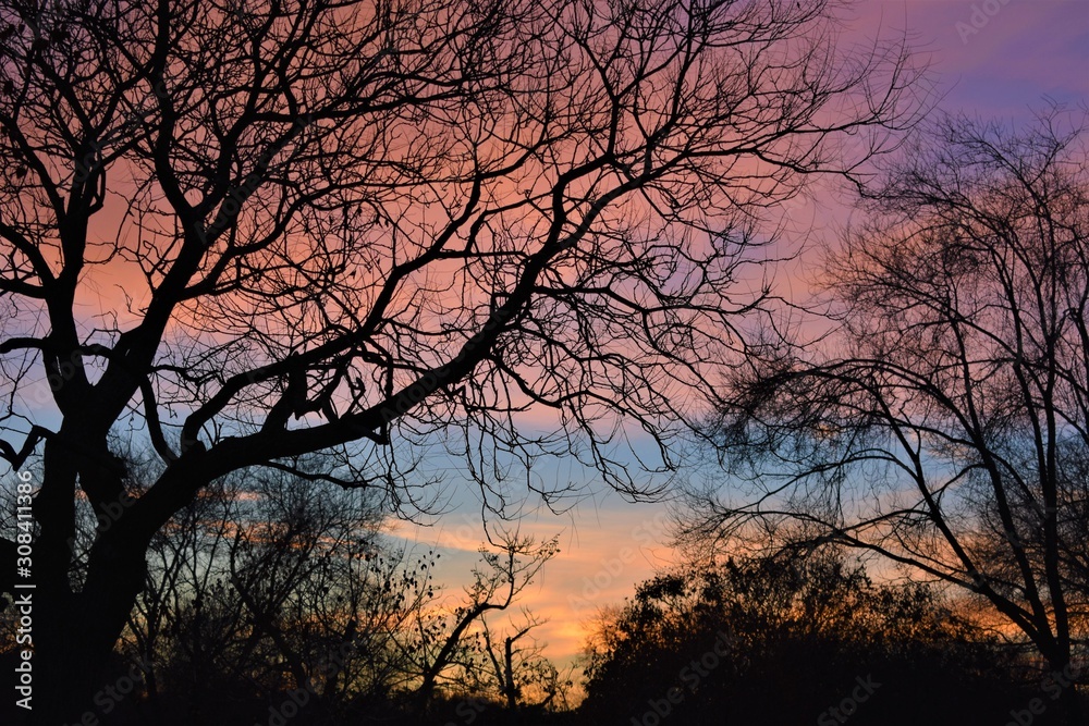 View of a forest with the leafless tree branches, and a cloudy purple and orange sky in the background. Winter landscape at blue hour View of a forest with the leafless tree branches, and a cloudy purple and orange sky in the background. Winter landscape at blue hour