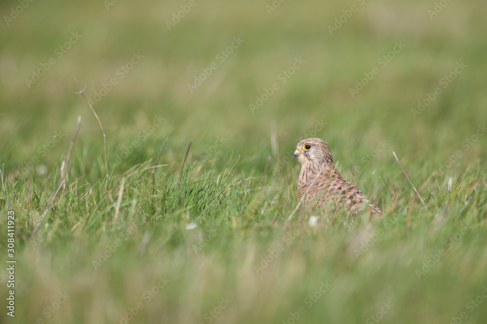 A common kestrel viewed from a low angle resting in the grass in Germany. A common kestrel viewed from a low angle resting in the grass in Germany.