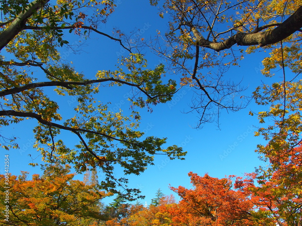 晩秋の桜の木と紅葉の欅 Stock Photo Adobe Stock