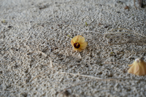 One lone sea hibiscus flower (a species of Talipariti) sits on the sandy beach of the Maldives photo