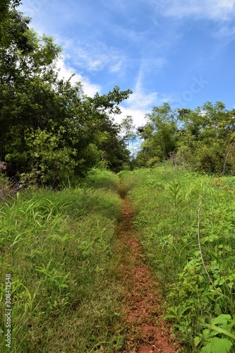 Footpath through African savannah and bush nature scenery