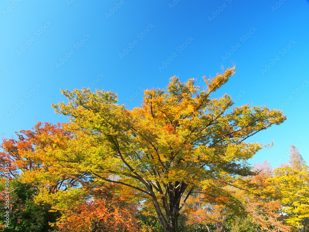 黄葉の欅と青空