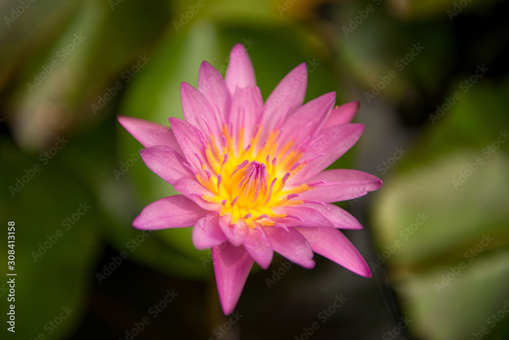 pink lotus flower with blurred background, copy space pink lotus flower with blurred background, copy space