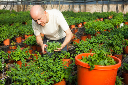 Gardener working with mint plants