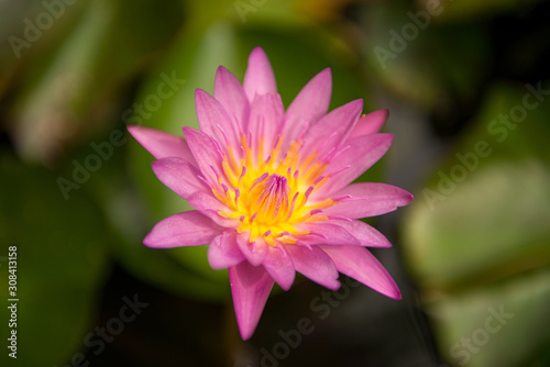pink lotus flower with blurred background, copy space 
