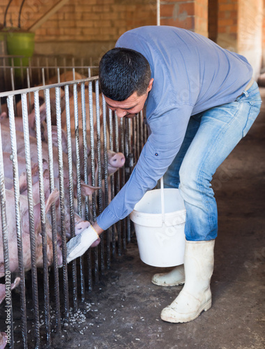 Portrait of adult male farmer feeding pigs photo