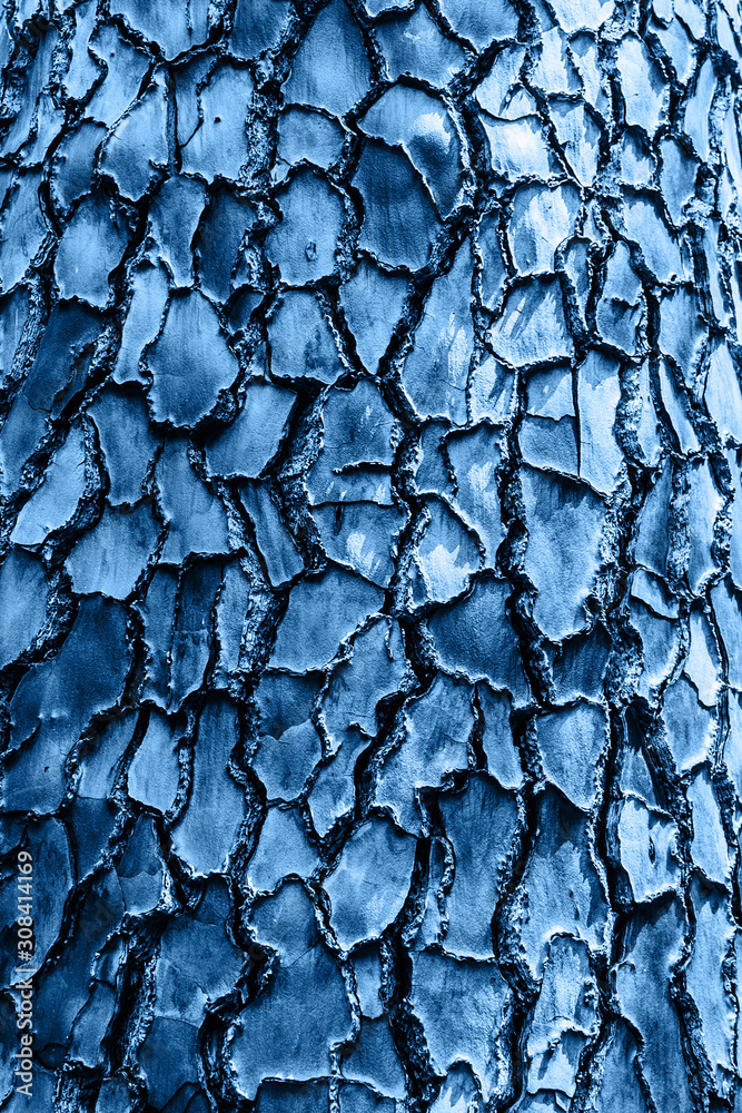 Unusual tree bark close up for background. Vertical frame. Blue tinting. Unusual tree bark close up for background. Vertical frame. Blue tinting.