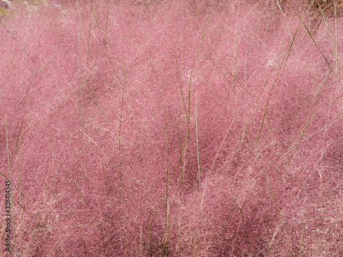 (Muhlenbergia capillaris) Hairawn muhly grass exploding into pink frothy cotton in the meadow 
