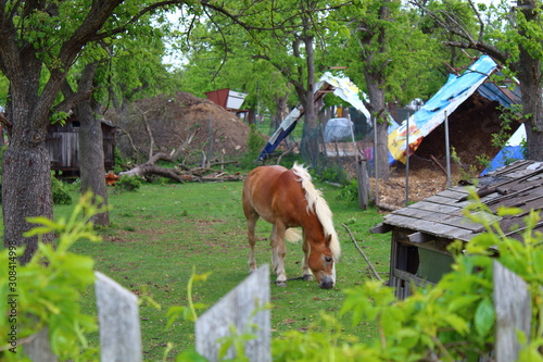 Brown horse with a white mane in a summer garden on the background of wooden buildings and a fallen tree