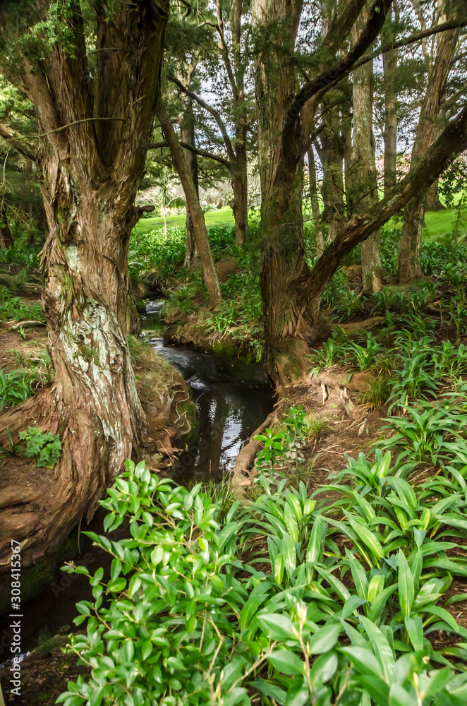Fototapeta premium Little creek in New Zealand forest