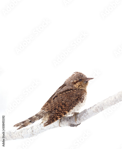 Eurasian wryneck (Jynx torquilla) isolated on a white background