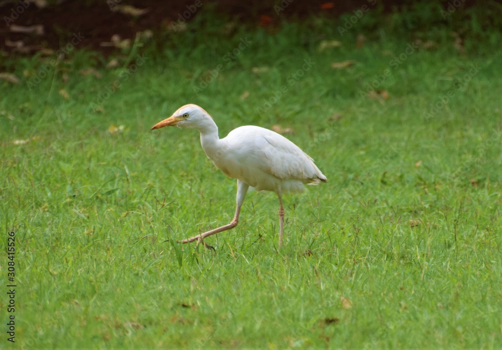 White egret walking in green grass nature scene White egret walking in green grass nature scene