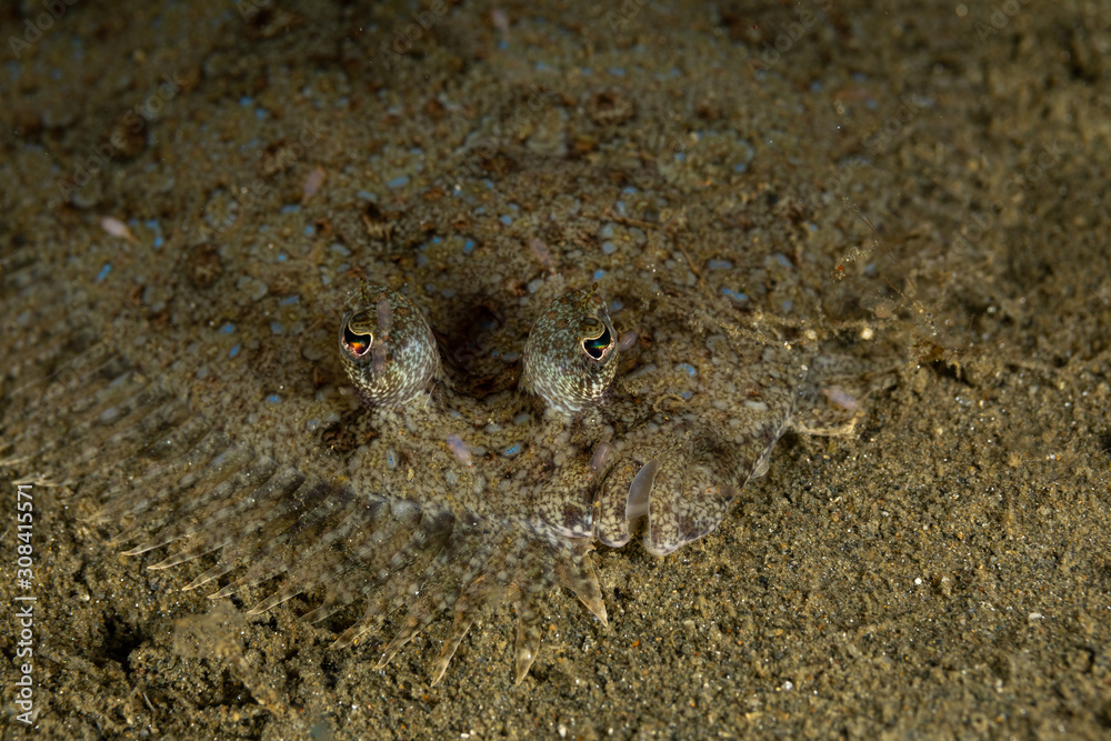 The surprising underwater world of the Indian and Pacifical Oceans The surprising underwater world of the Indian and Pacifical Oceans