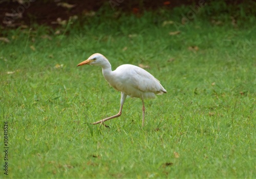 White egret walking in green grass nature scene
