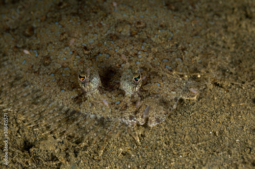 The surprising underwater world of the Indian and Pacifical Oceans