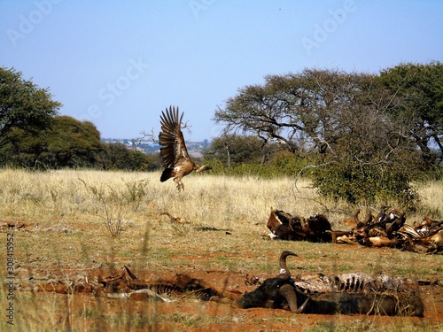 White-backed vulture landing and carcasses in Dronfield Nature Reserve photo