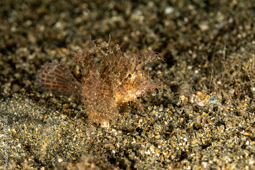 The surprising underwater world of the Indian and Pacifical Oceans