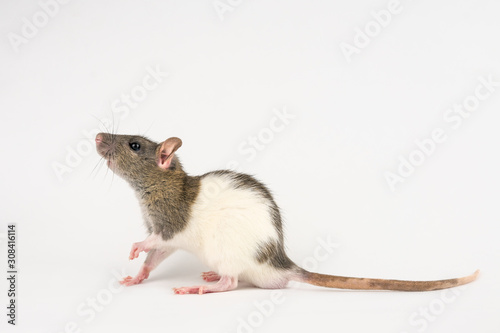 decorative hand rat on white background © Екатерина Переславце