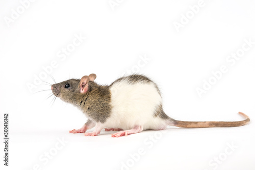 decorative hand rat on white background