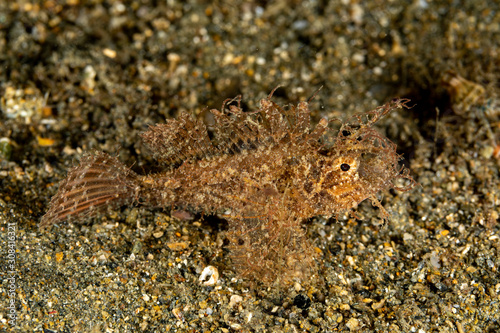 The surprising underwater world of the Indian and Pacifical Oceans