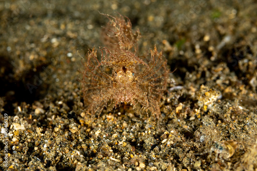 The surprising underwater world of the Indian and Pacifical Oceans