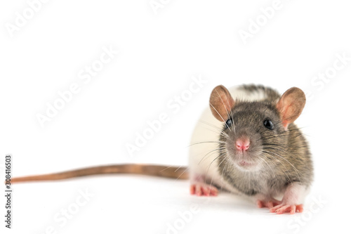 decorative hand rat on white background