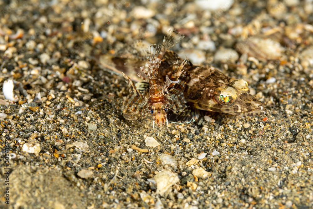 The surprising underwater world of the Indian and Pacifical Oceans