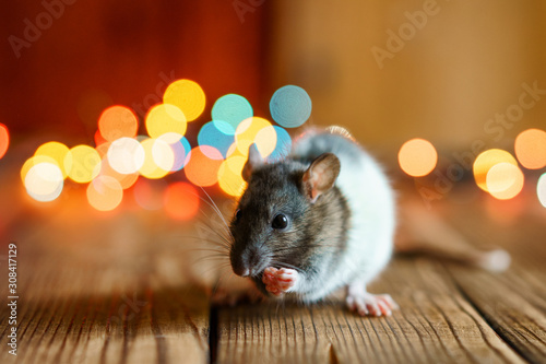 cute rat on wooden background beautiful bokeh