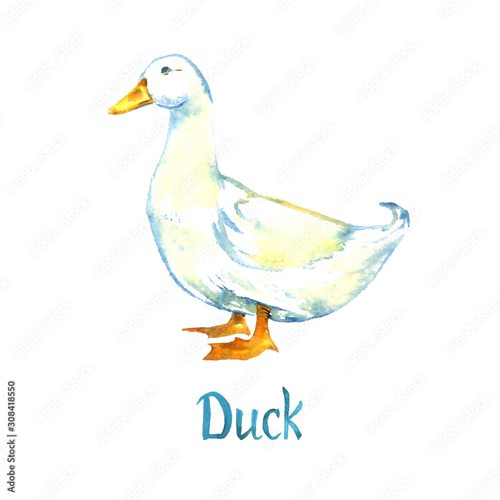 White duck standing, side view, hand painted watercolor illustration design element for invitation, card, print, posters White duck standing, side view, hand painted watercolor illustration design element for invitation, card, print, posters
