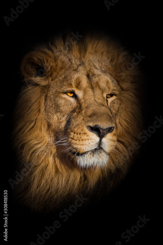 lion male with chic mane portrait close-up. © Mikhail Semenov