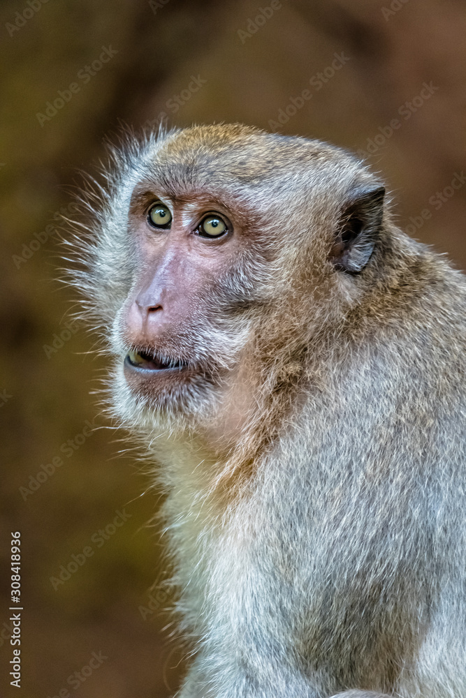 Fototapeta premium Monkey on a hot summer day