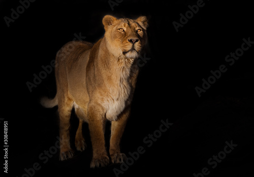 liones on a black background. lioness on a black background. looks attentively. powerful lion female with a strong body walks beautifully in the evening light.